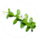 Bacopa